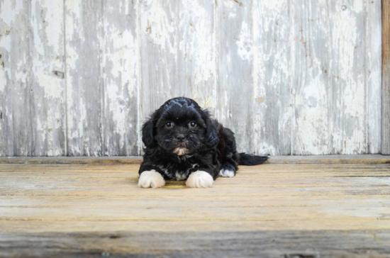 Friendly Teddy Bear Baby