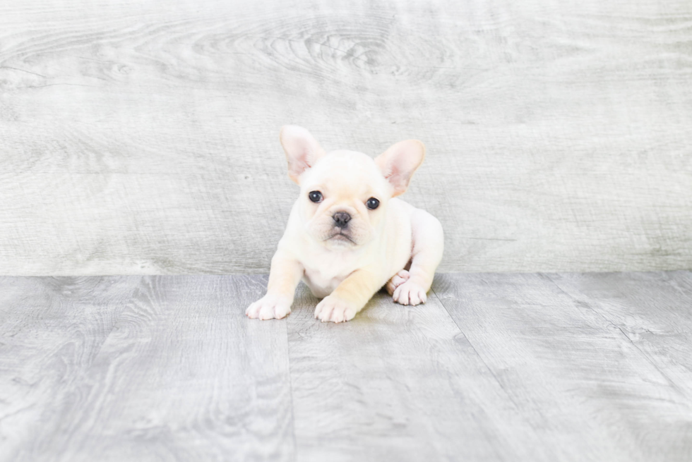 Funny French Bulldog Purebred Pup