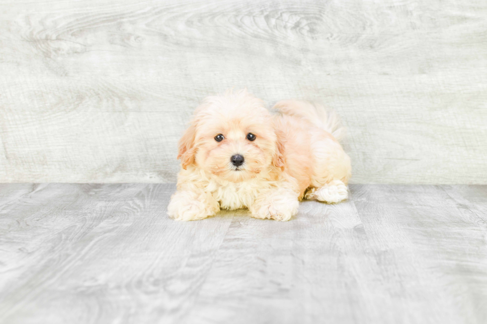 Energetic Maltese Poodle Poodle Mix Puppy