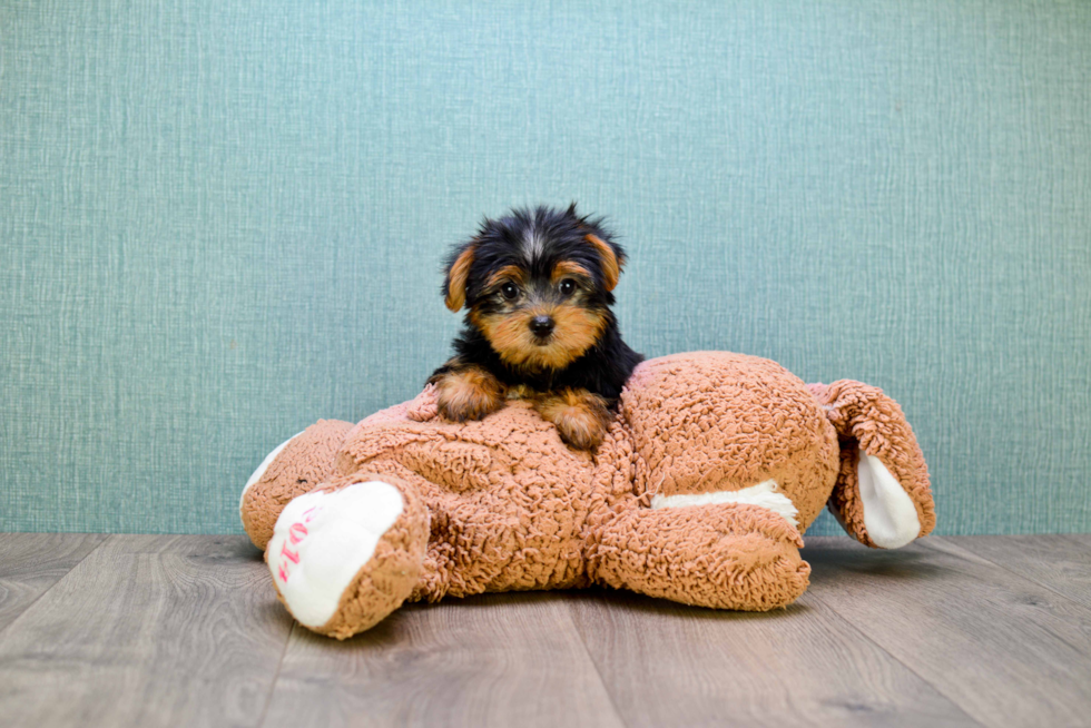 Meet Timmy - our Yorkshire Terrier Puppy Photo 