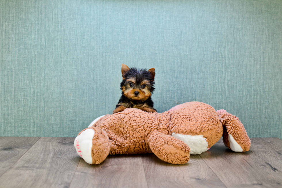 Meet Giselle - our Yorkshire Terrier Puppy Photo 