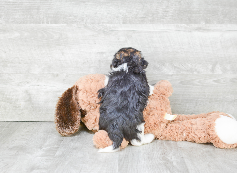 Havanese Pup Being Cute