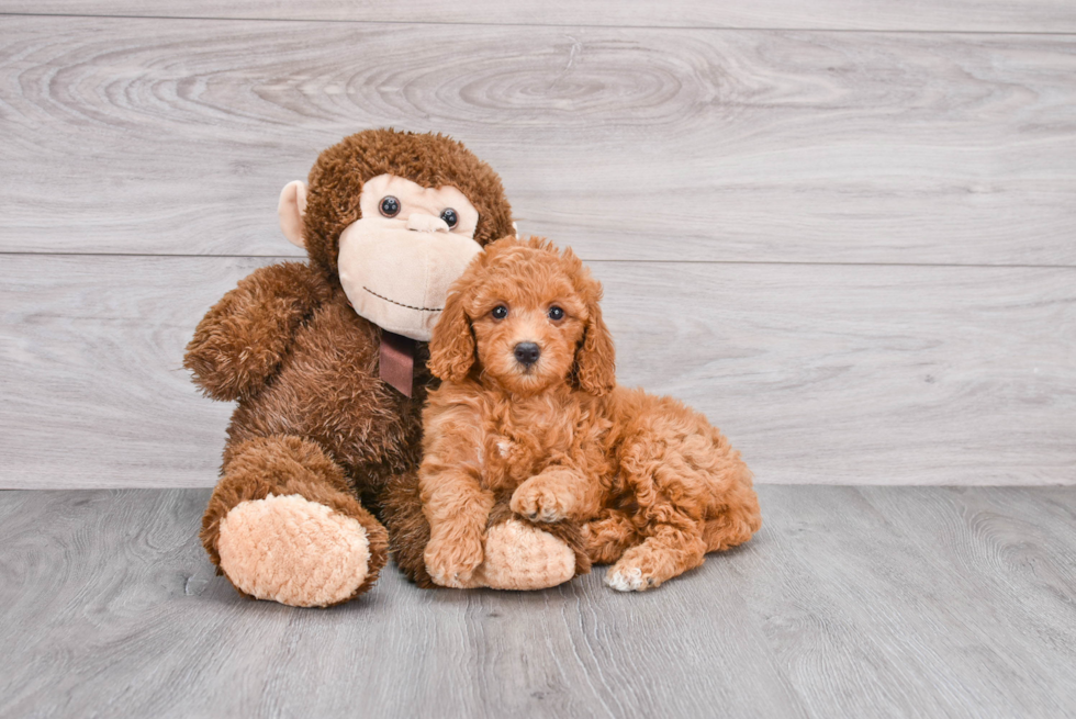 Mini Goldendoodle Pup Being Cute