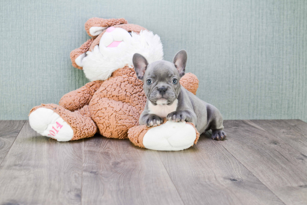 Friendly French Bulldog Baby