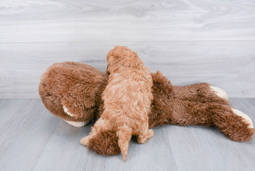 Cavapoo Pup Being Cute