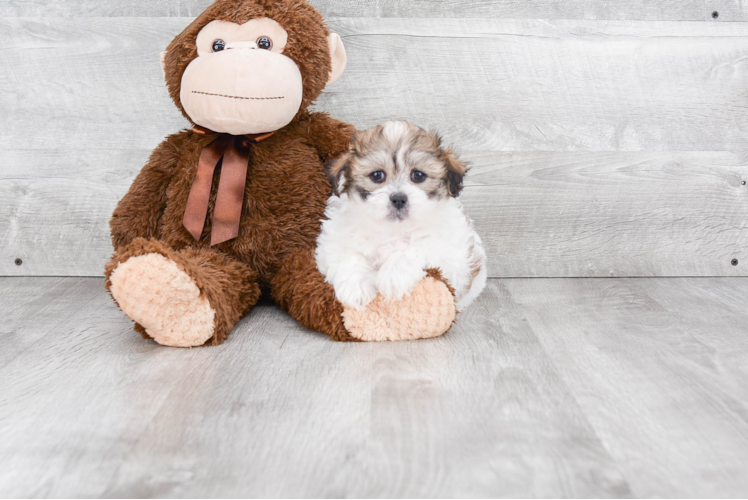 Teddy Bear Puppy for Adoption