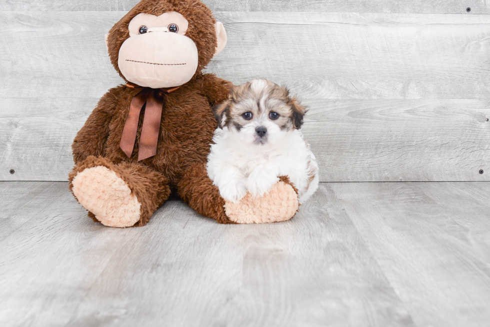 Teddy Bear Puppy for Adoption