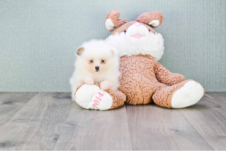 Happy Pomeranian Purebred Puppy