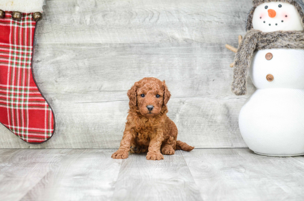 Adorable Golden Retriever Poodle Mix Puppy