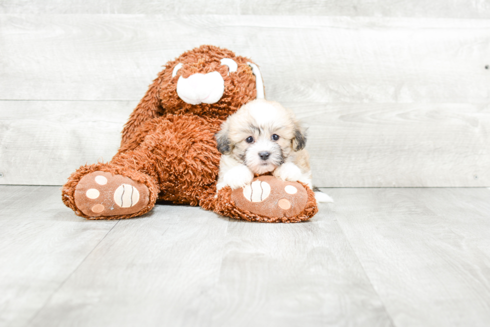 Teddy Bear Puppy for Adoption