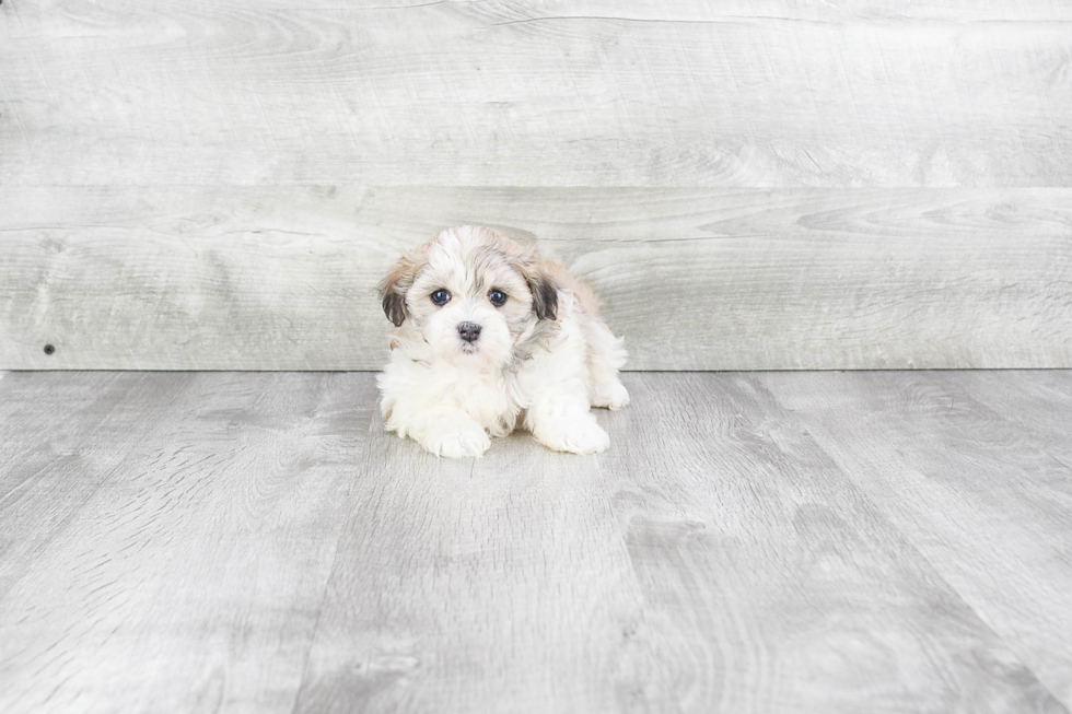 Best Havanese Baby