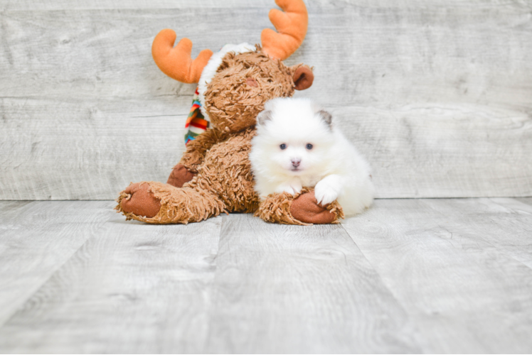 Hypoallergenic Pomeranian Baby