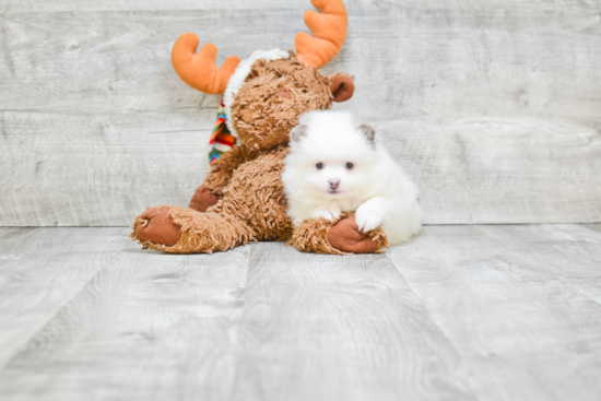 Hypoallergenic Pomeranian Baby