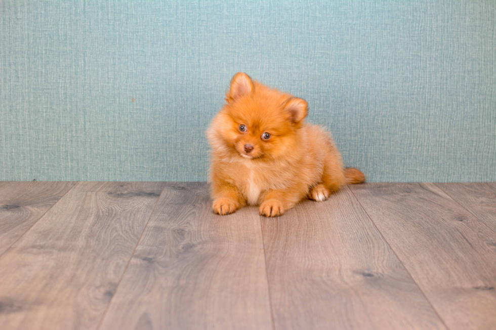 Pomeranian Pup Being Cute