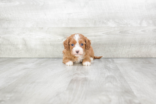 Cavapoo Pup Being Cute