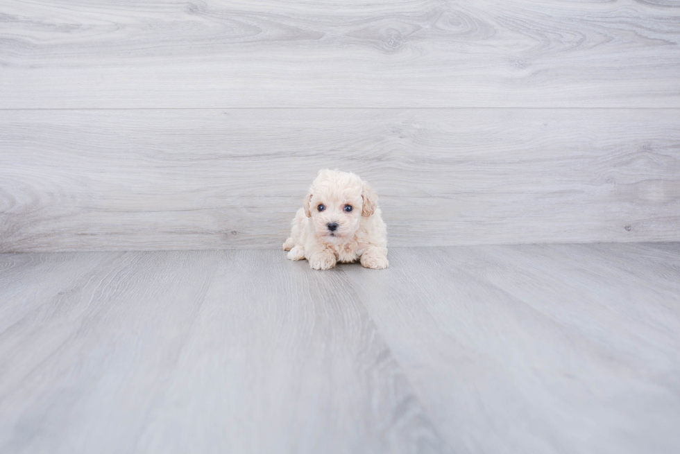 Maltipoo Puppy for Adoption