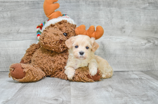 Popular Maltipoo Poodle Mix Pup