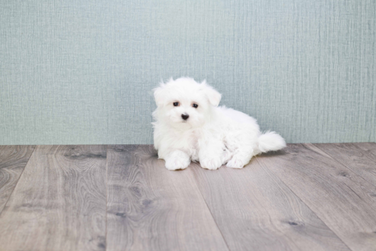 Akc Registered Maltese Purebred Pup