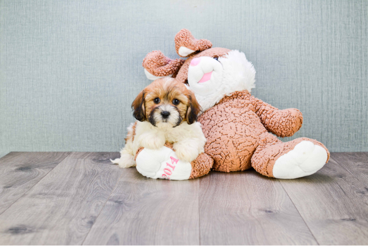 Friendly Teddy Bear Baby