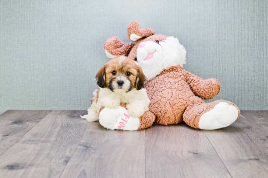 Friendly Teddy Bear Baby