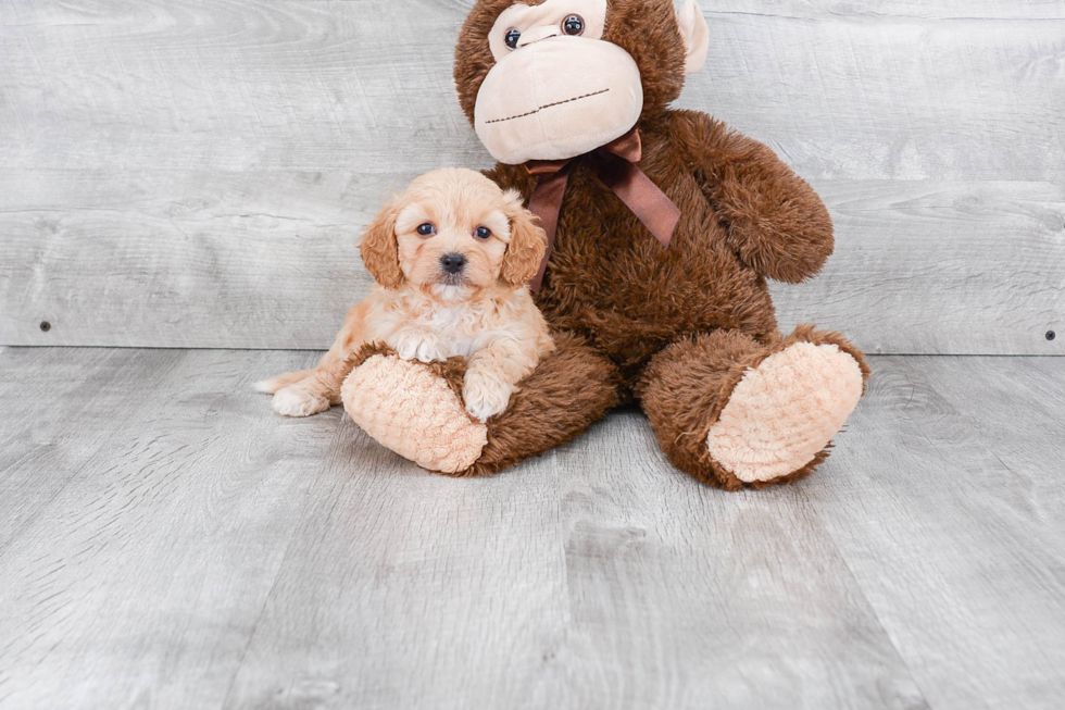 Cavachon Pup Being Cute