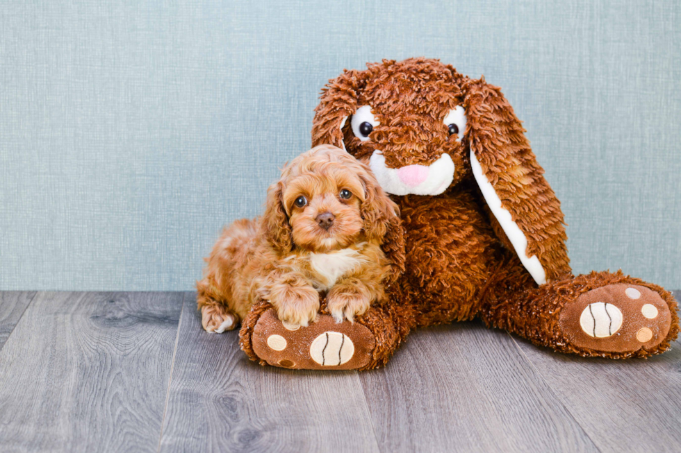 Little Cockerpoo Poodle Mix Puppy