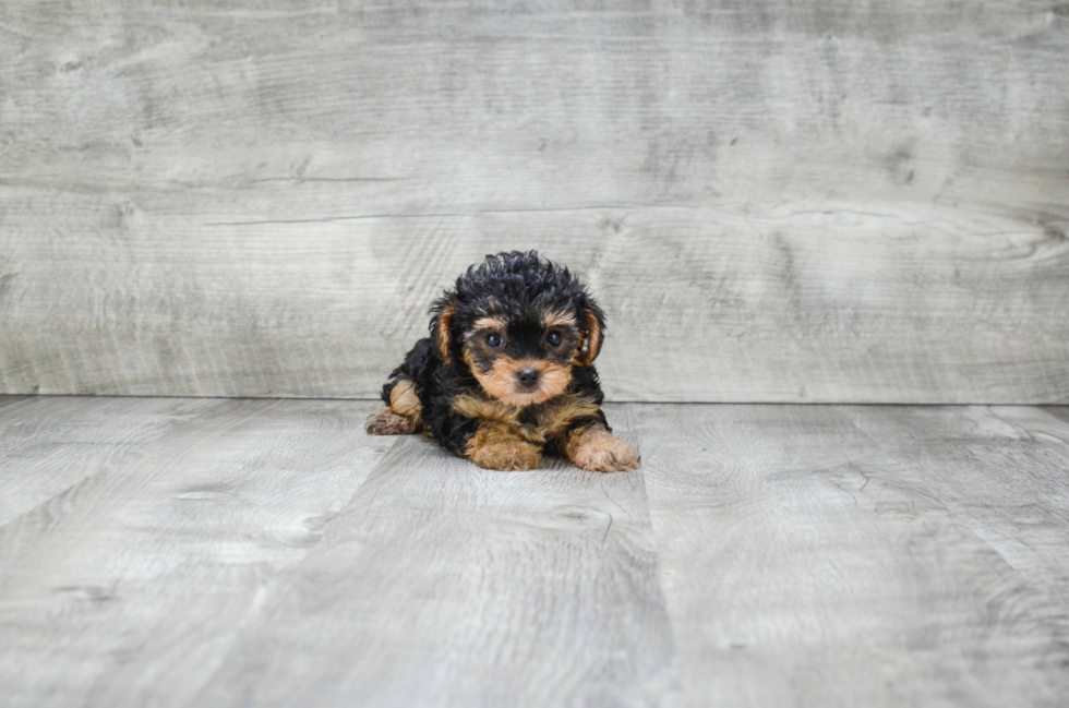 Petite Yorkie Poo Poodle Mix Pup