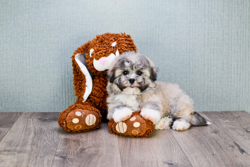 Friendly Havanese Baby