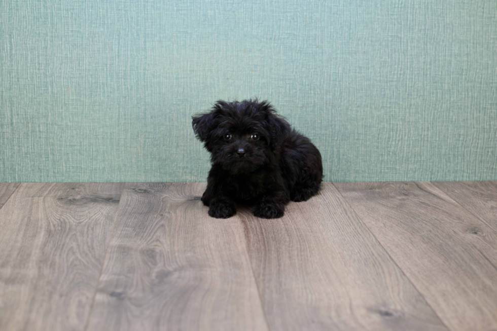 Yorkie Poo Pup Being Cute