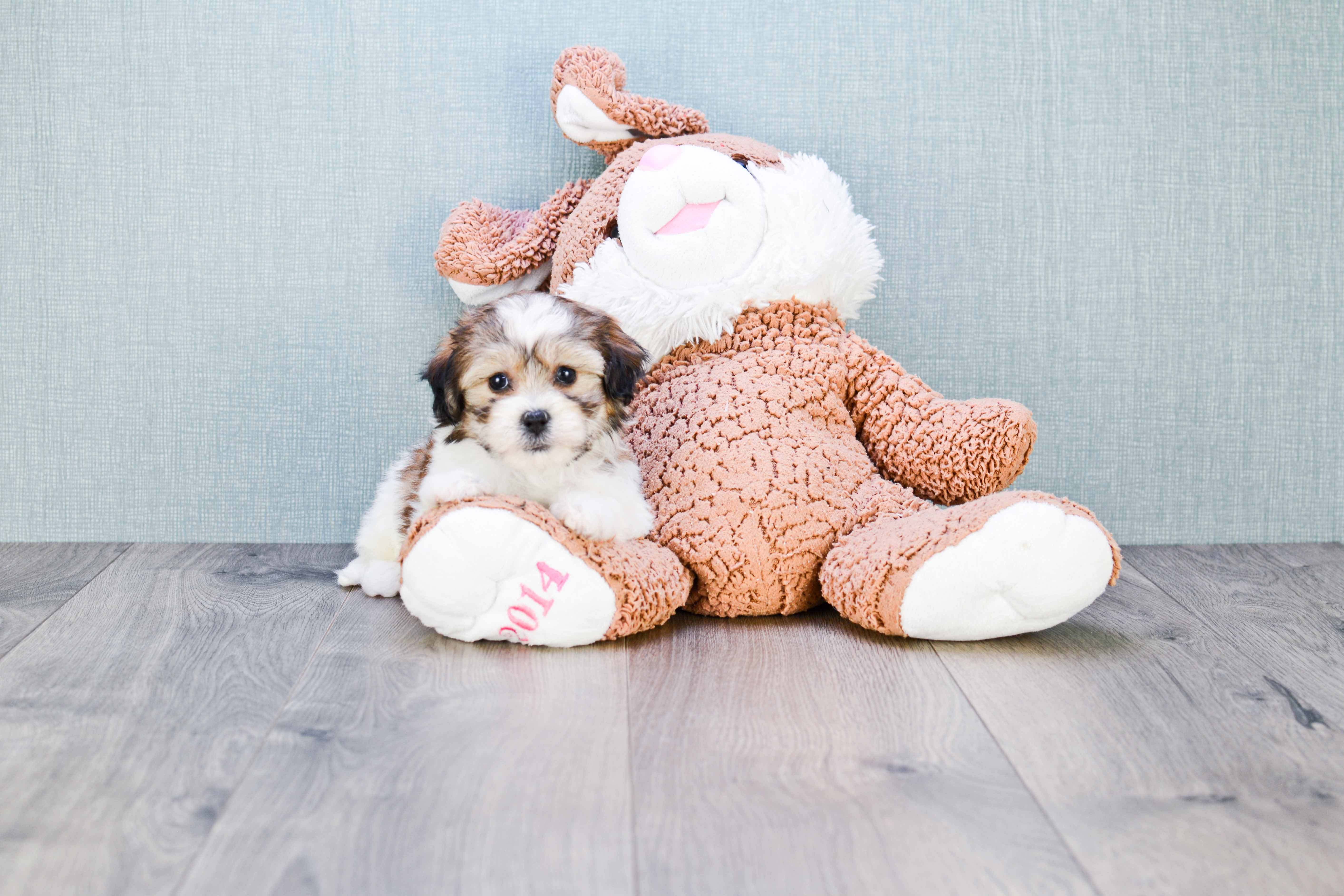 Friendly Teddy Bear Baby
