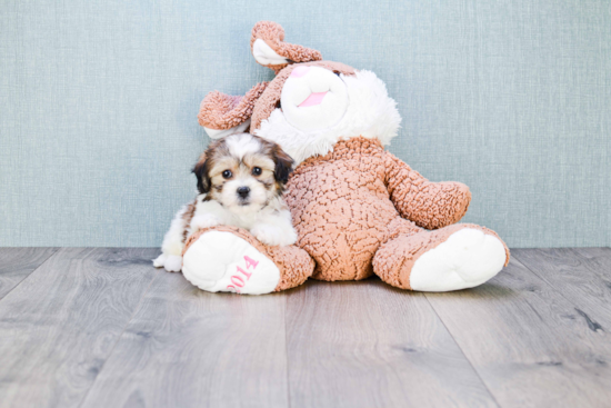 Friendly Teddy Bear Baby