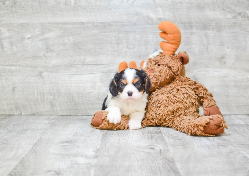 Energetic Cavalier King Charles Spaniel Purebred Puppy