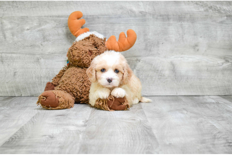 Cavachon Puppy for Adoption