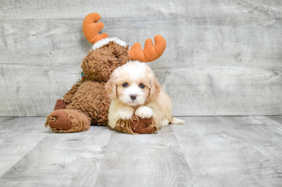 Cavachon Puppy for Adoption