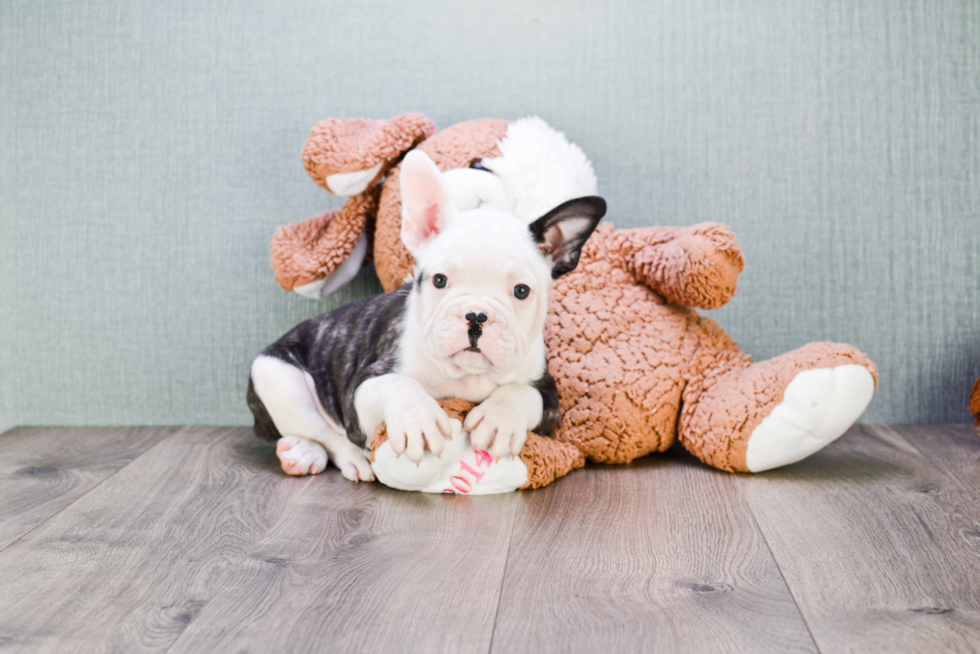 Best French Bulldog Baby