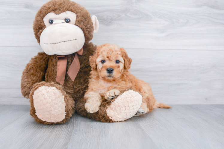 Best Mini Goldendoodle Baby