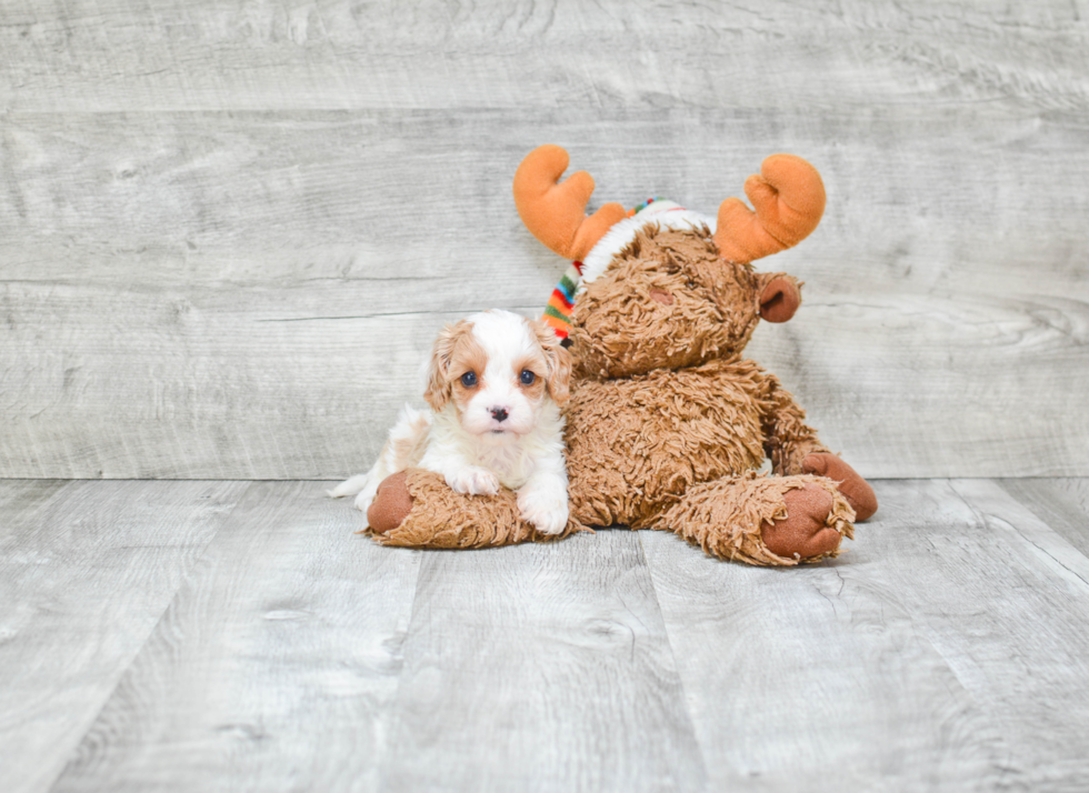 Cavapoo Puppy for Adoption