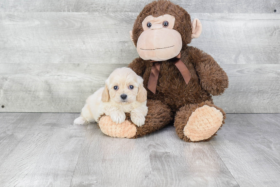 Cavachon Pup Being Cute