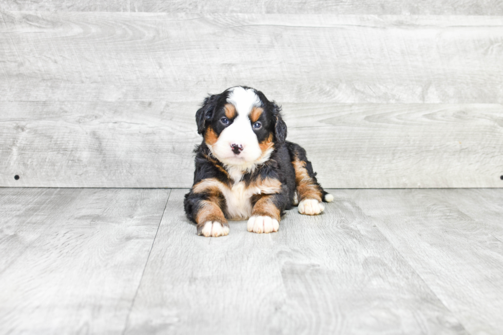 Petite Mini Bernedoodle Poodle Mix Pup