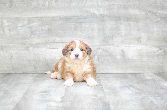 Mini Bernedoodle Pup Being Cute