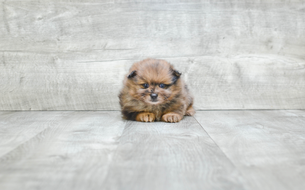 Pomeranian Puppy for Adoption