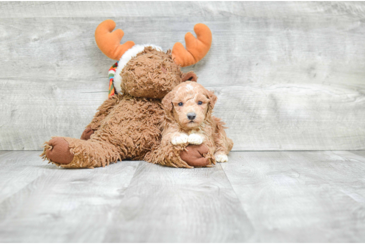 Smart Maltipoo Poodle Mix Pup