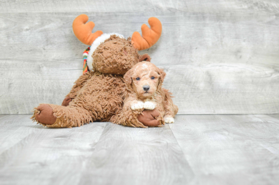 Smart Maltipoo Poodle Mix Pup