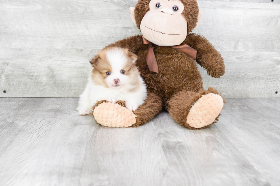 Fluffy Pomeranian Purebred Puppy