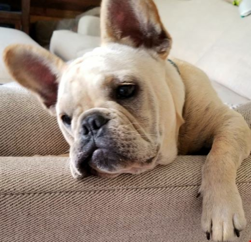 Exclusive French Bulldog Puppies For Sale | Premier Pups