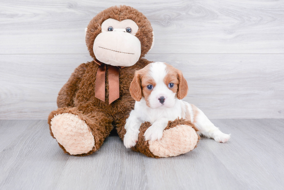 Best Cavalier King Charles Spaniel Baby