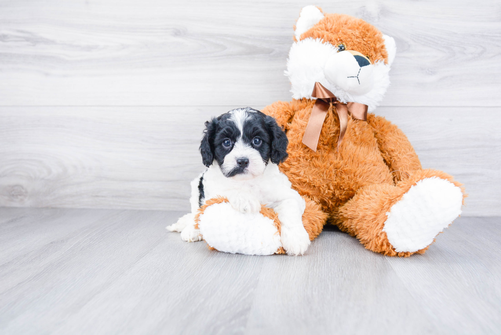 Best Cavapoo Baby