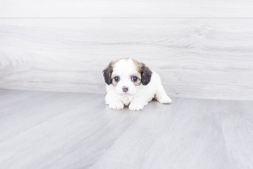 Cavachon Puppy for Adoption