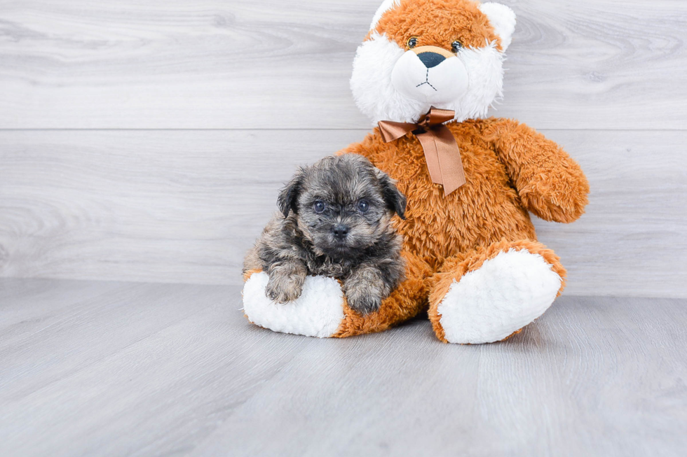 Adorable Shichon Designer Puppy