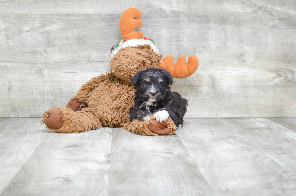 Mini Aussiedoodle Puppy for Adoption